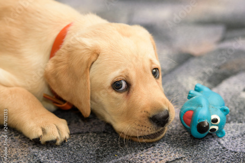 little labrador puppy