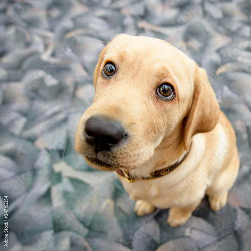 good eyes labrador
