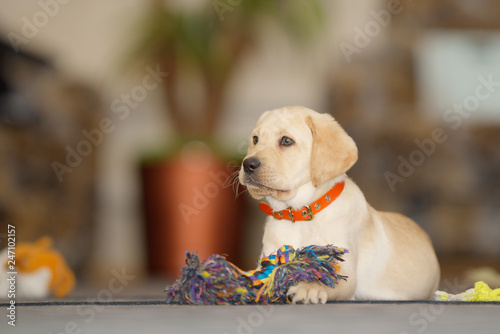 little labrador puppy