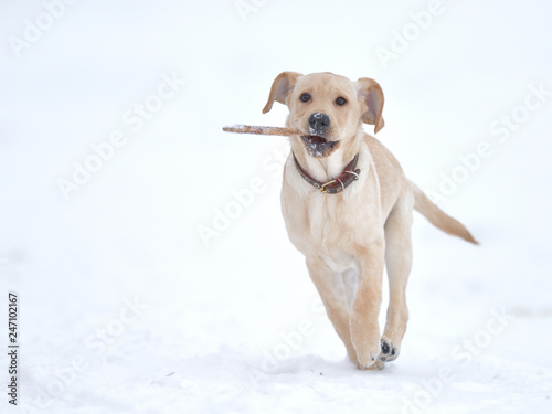 running, playing labrador puppy in winter