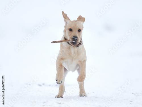 running, playing labrador puppy in winter