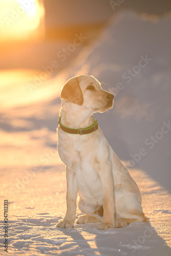 labrador on a winter walk