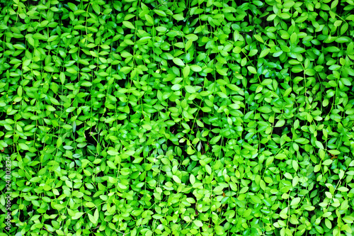 Green leaf for background