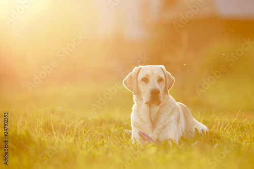labrador in the meadow