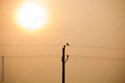 silhouette bird sitting on electric pole wire during sunset.