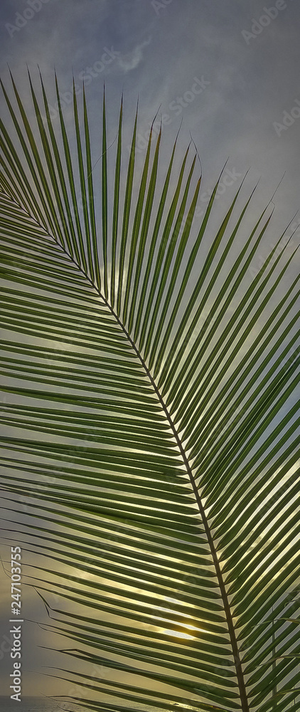 Obraz premium Setting Sun peeks through Coconut Tree Leaves