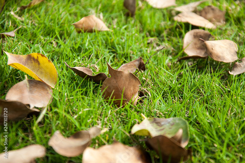 Autumn leaves in the grass 