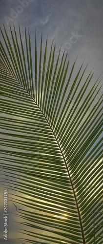 Setting Sun peeks through Coconut Tree Leaves