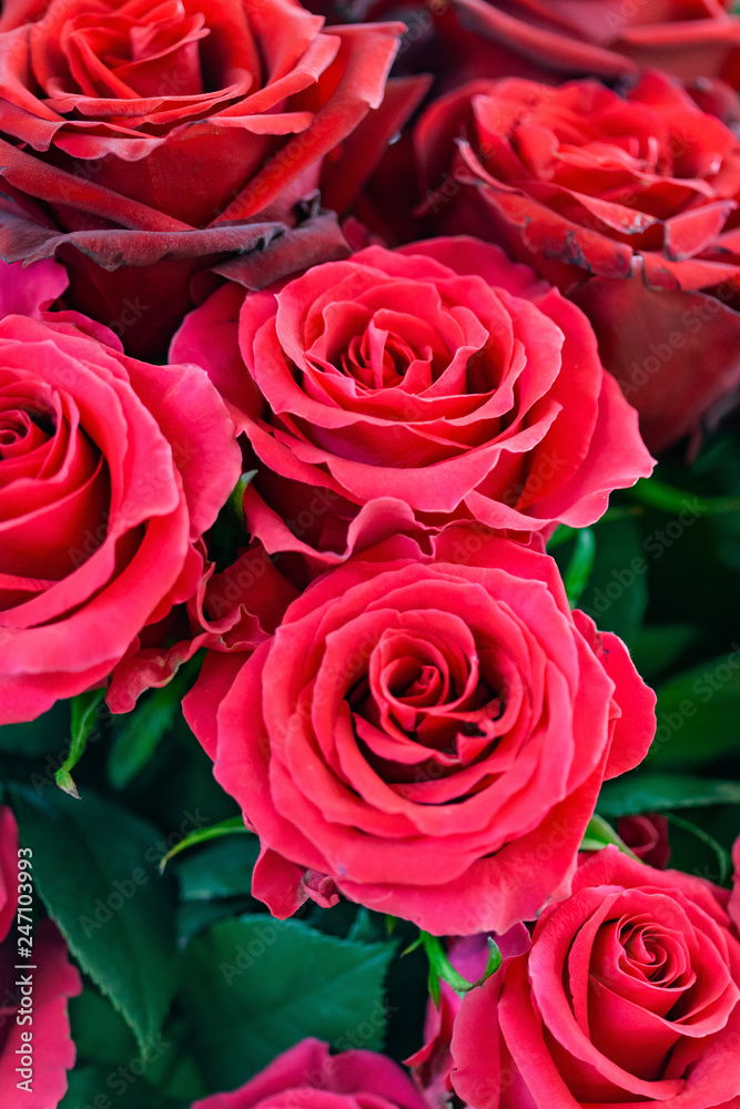 natural fresh roses background