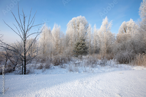 Winter in he wood... © Aleksandrs