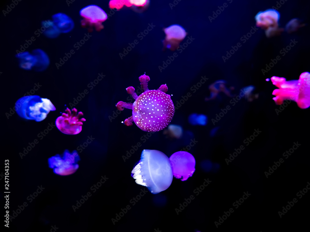 Close-up Jellyfish, Medusa in fish tank with neon light. Jellyfish is free-swimming marine coelenterate with a jellylike bell- or saucer-shaped body that is typically transparent. Close-up Jellyfish, Medusa in fish tank with neon light. Jellyfish is free-swimming marine coelenterate with a jellylike bell- or saucer-shaped body that is typically transparent.