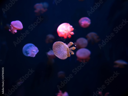 Close-up Jellyfish, Medusa in fish tank with neon light. Jellyfish is free-swimming marine coelenterate with a jellylike bell- or saucer-shaped body that is typically transparent.