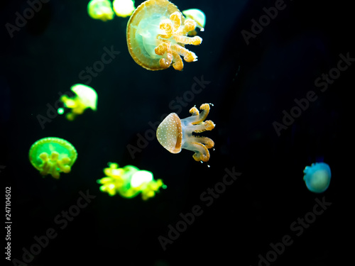 Close-up Jellyfish, Medusa in fish tank with neon light. Jellyfish is free-swimming marine coelenterate with a jellylike bell- or saucer-shaped body that is typically transparent. photo