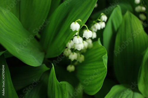 Fototapeta Naklejka Na Ścianę i Meble -  lilies of the valley