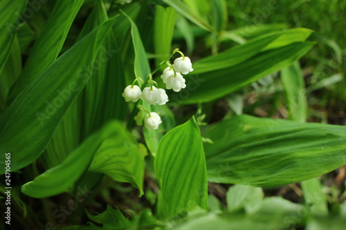 Fototapeta Naklejka Na Ścianę i Meble -  lilies of the valley