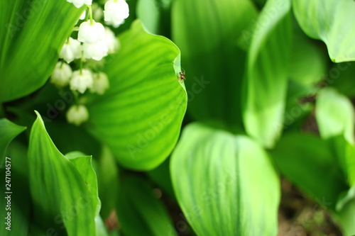 Fototapeta Naklejka Na Ścianę i Meble -  lilies of the valley