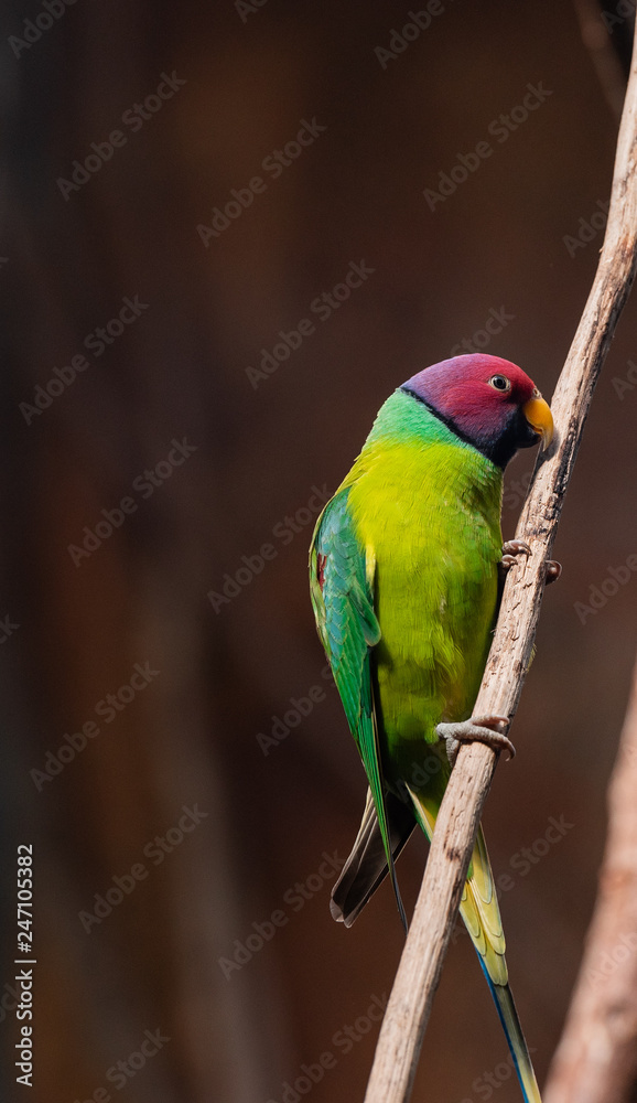 Bright Yellow, Green, and Maroon Plumage on a Plum Crested Parrot on a Branch