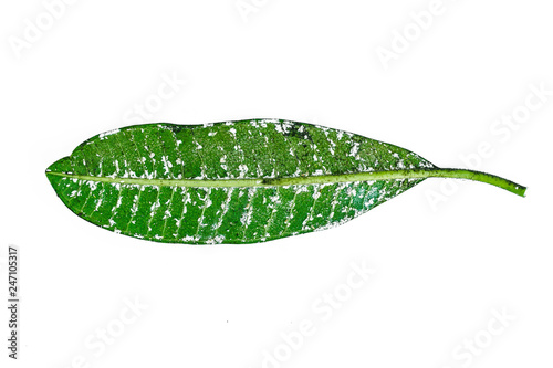 White aphids on leaves Isolated on white background.