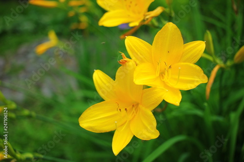 Fototapeta Naklejka Na Ścianę i Meble -  Beautiful blooming iris flower in garden. 