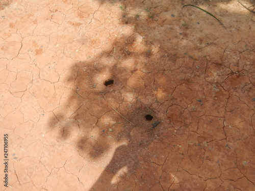 agujeros de hormigas en el suelo