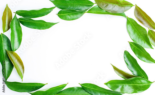Green lychee leaves on white background / lychee poster background material