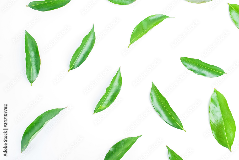 Green lychee leaves on white background / lychee poster background material Green lychee leaves on white background / lychee poster background material