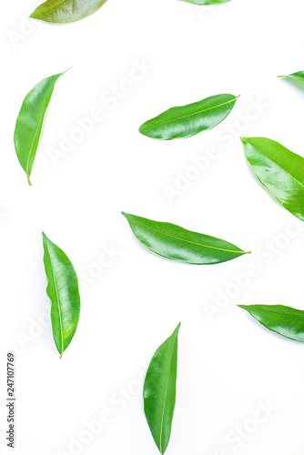 Green lychee leaves on white background   lychee poster background material
