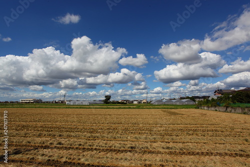 夏雲と収穫後の麦畑