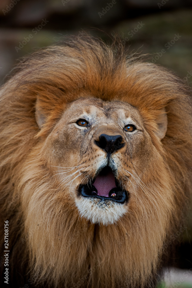 male lion