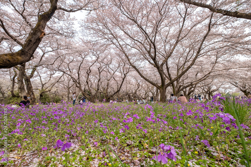 Tokyo, Japan - April 1 : the unidentified people go to picnic and relax under cherry blossom trees at Showa Kinen Koen park on April 1, 2018 in Tokyo, Japan. Tokyo, Japan - April 1 : the unidentified people go to picnic and relax under cherry blossom trees at Showa Kinen Koen park on April 1, 2018 in Tokyo, Japan.