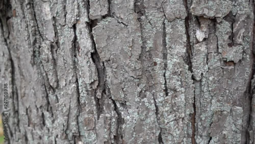 Tree Bark In Autumn Slow Motion Panorama Around Tree Trunk And Bark Tree Bark In Autumn Slow Motion Panorama Around Tree Trunk And Bark