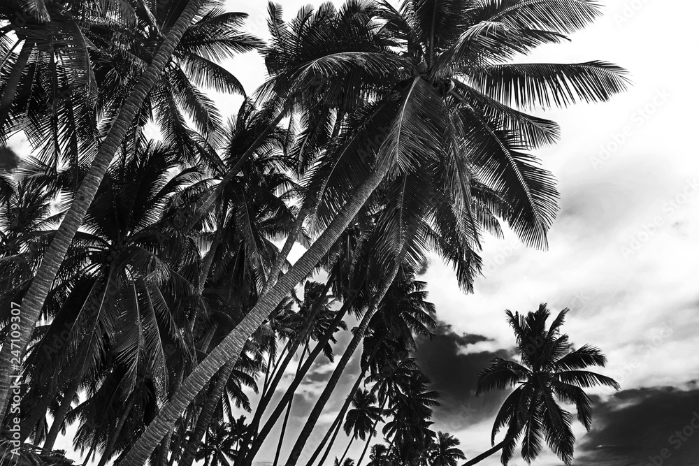Obraz premium Tropical coconut palm trees isolated on white background. Black and white image