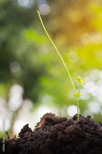The seedling green sprout are growing in the soil with green bokeh background. The concept of nature growth, Business growth, Afforest, World environment day.