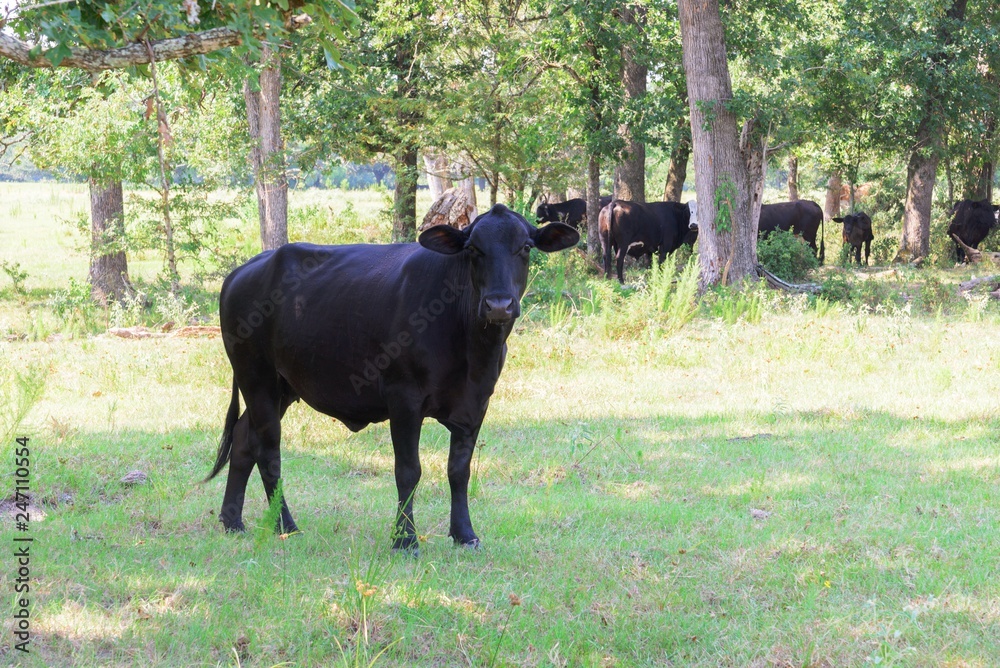 Fototapeta premium black cows roaming on a ranch with grass and trees