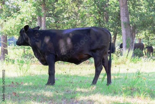black cows roaming on a ranch with grass and trees