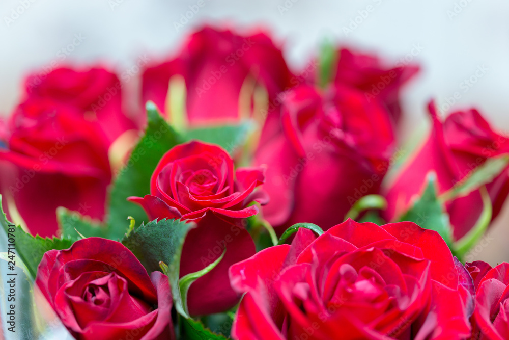 Fototapeta premium fresh red roses in a bouquet as background