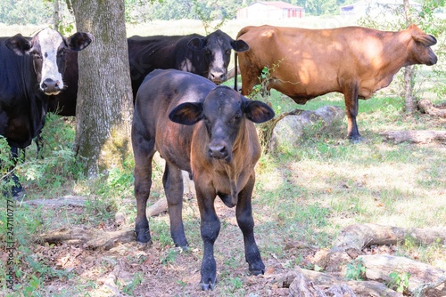 black and brown cows roaming on a ranch with grass and trees