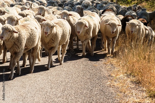 sheep being herded on a livestock corridor road