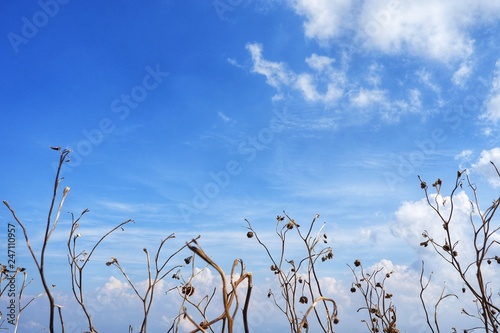 The grass is flowing with the wind with white clouds and blue sky background.