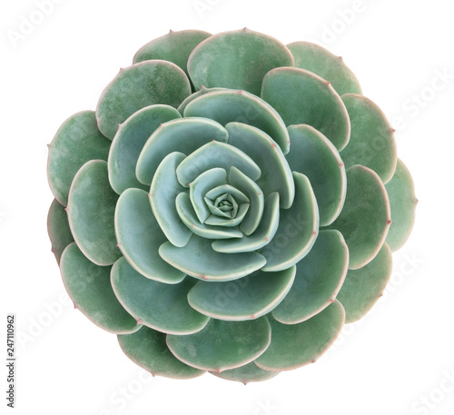 Green succulent cactus flower tropical plant top view isolated on white background, clipping path included
