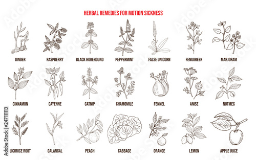 Best herbal remedies for motion sickness