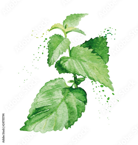 Watercolor mint branch. Hand painted realistic illustration