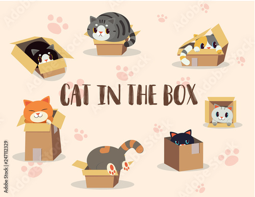 cat in the box