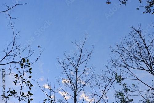 Fallen leaves with clouds and blue sky background.
