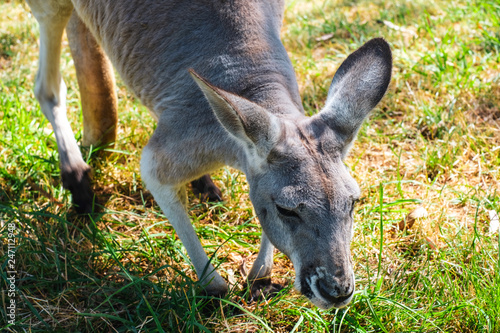 Australian kangaroo in wild life park