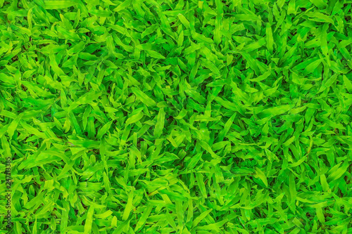 green abstract background, Green grass texture background, Green grass natural, Background texture.