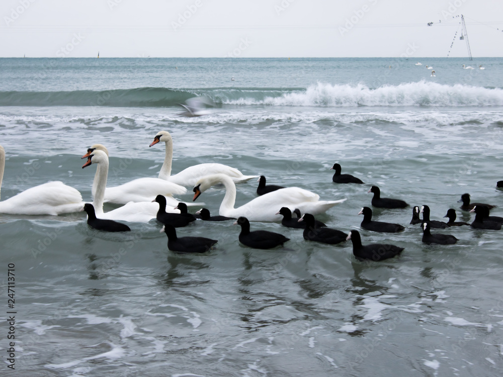 White swans surrounded by black ducks are swimming in the sea. Overcast weather. Close-up.