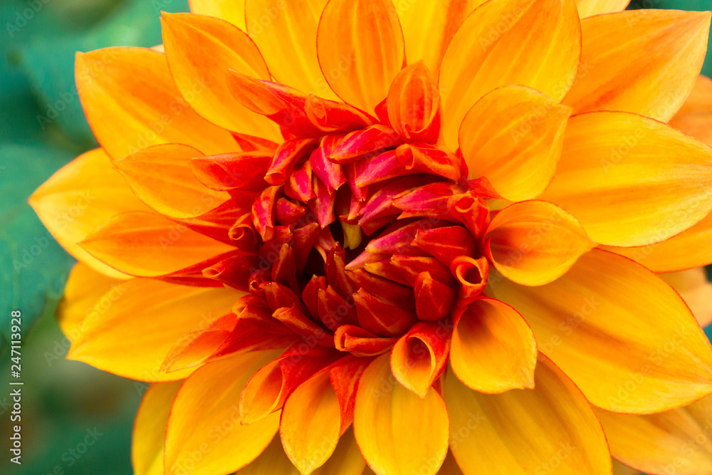 花 花