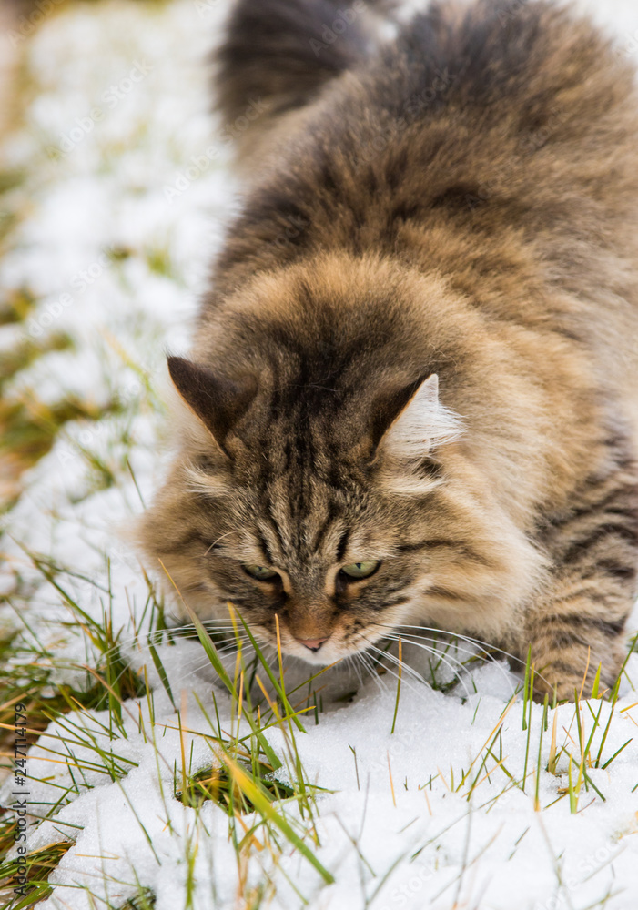 Cute brown haired cat of siberian breed in the garden in winter time