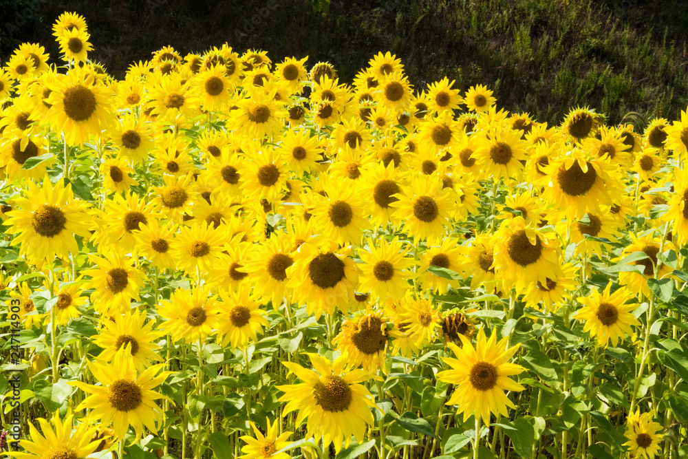 Obraz premium ひまわり